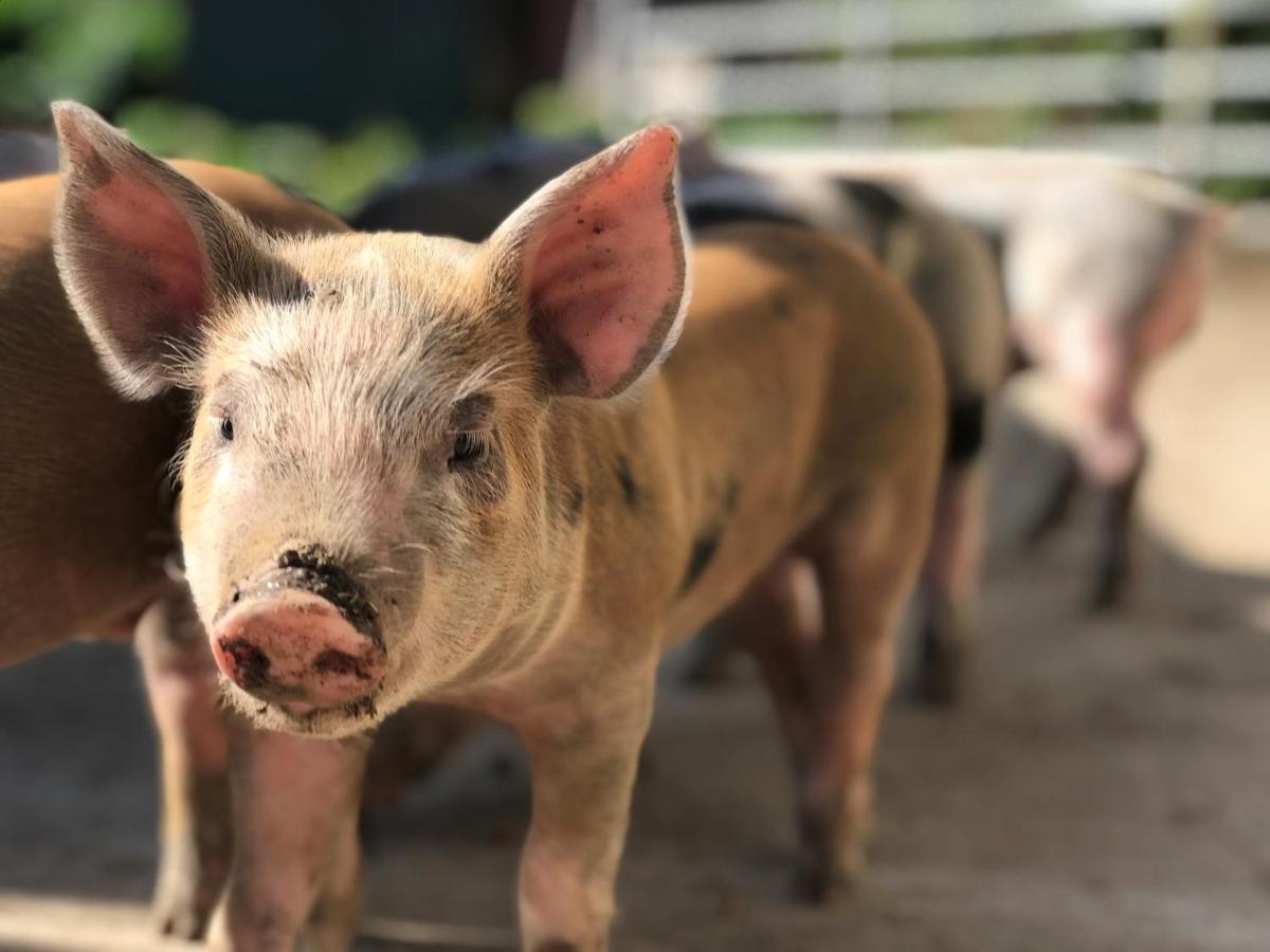 カンタベリー Withy Farm Bed & Breakfast エクステリア 写真