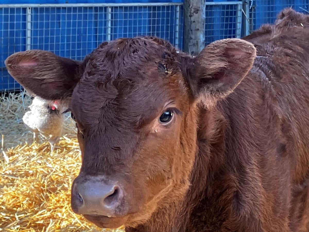 カンタベリー Withy Farm Bed & Breakfast エクステリア 写真