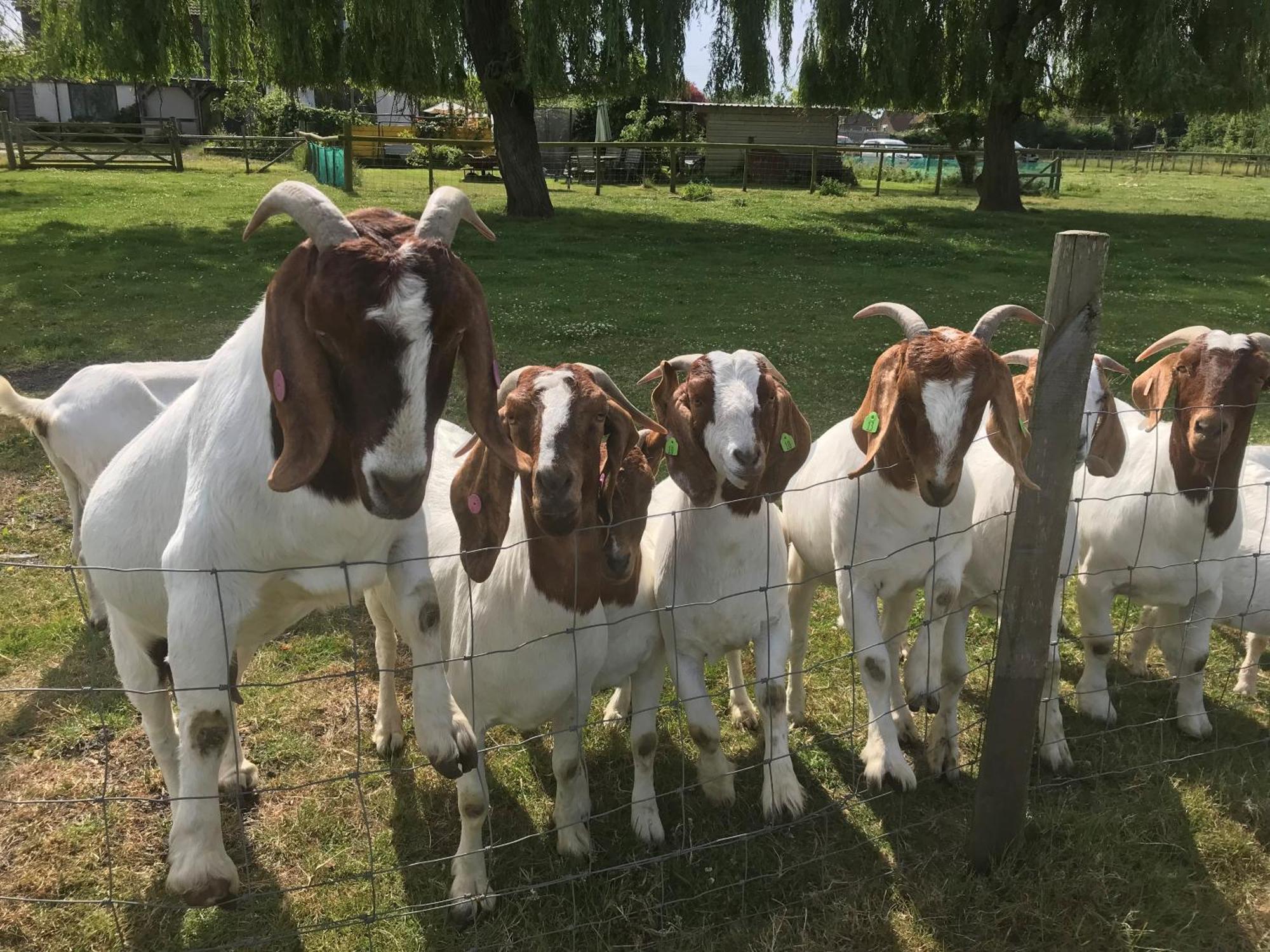 カンタベリー Withy Farm Bed & Breakfast エクステリア 写真